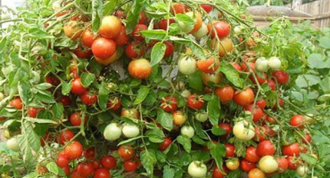 Jak správně pěstovat rajčata v sudu